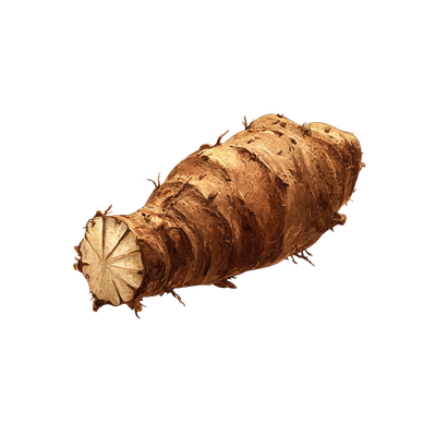 Chicory Root