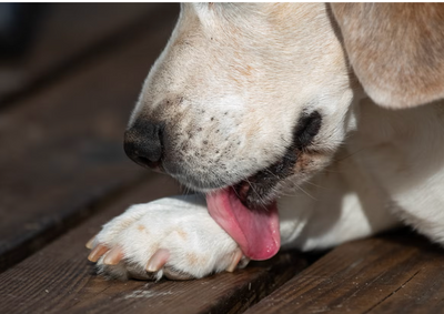 Paw Licking