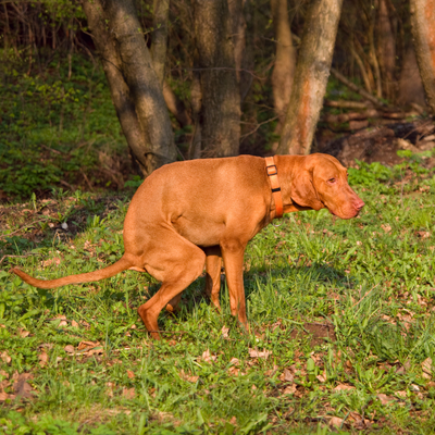 Inconsistent poops, whichever way