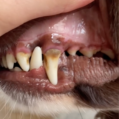 Bad breath and tartar build-up